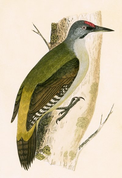 Gray Woodpecker ، رسم توضيحي من "تاريخ طيور أوروبا غير المرصودة في الجزر البريطانية" بقلم تشارلز روبرت بري (1811-1886) ، نشر عام 1867 بواسطة مدرسة اللغة الإنجليزية