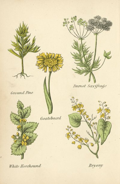 الأرض الصنوبر ، بيرنت ساكسيفراج ، الماعز ، الأبيض Horehound ، بريوني بواسطة مدرسة اللغة الإنجليزية