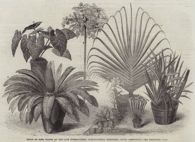 Group of Rare Plants at the Late International Horticultural Exhibition, South Kensington (engraving) بواسطة مدرسة اللغة الإنجليزية