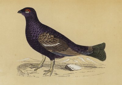 طيهوج (طباعة حجرية ملونة) بواسطة مدرسة اللغة الإنجليزية