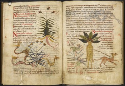 Harley MS 5294 ff.42v إلى 43r صفحات على الأعشاب من "Pseudo-Apuleius Complex" (حبر ولون على ورق) بواسطة مدرسة اللغة الإنجليزية