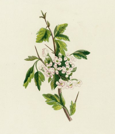 الزعرور ، Crataegus Oxyacantha بواسطة مدرسة اللغة الإنجليزية