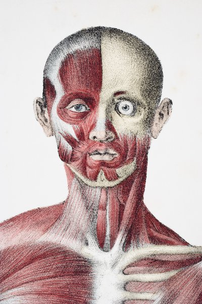 رأس وكتفين جسم الإنسان الذكري يظهر عضلات عصبية وعظام ، من The Vessels of the Body Body ، حرره جونز كوين وويليام ويلسون ، نشرته تايلور وواتسون ، لندن عام 1837 بواسطة مدرسة اللغة الإنجليزية