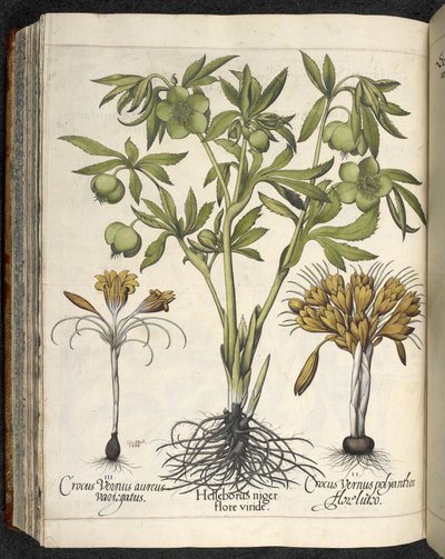 Helleborus Niger (خربق أسود) من طبيب Culpeper