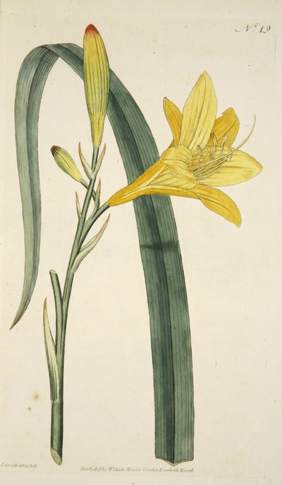 Hemerocallis Flava (Yellow Day Lily) من مجلة Magzaine النباتية أو حديقة الزهور المعروضة ، الحانة. 1796 (نقش ملون) بواسطة مدرسة اللغة الإنجليزية