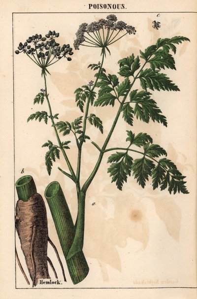 الشوكران أو Conium maculatum   ، من "The Instructive Picturebook، or Lessons from the Vegetable World،" [شارلوت ماري يونج] ، إدنبرة بواسطة مدرسة اللغة الإنجليزية