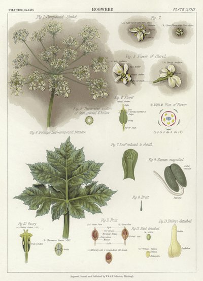 Hogweed بواسطة مدرسة اللغة الإنجليزية