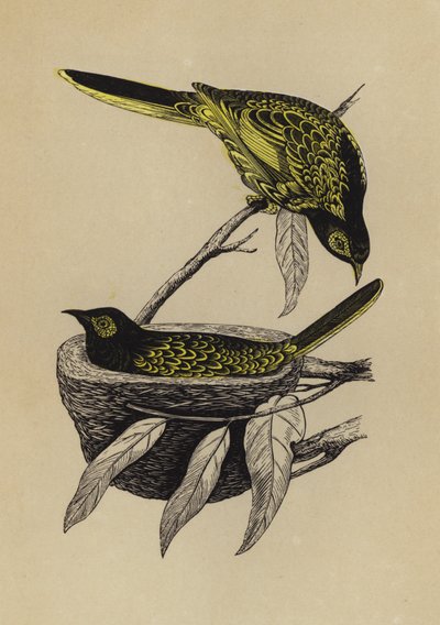 Honey-Eater (colour litho) بواسطة مدرسة اللغة الإنجليزية