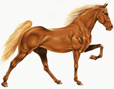 حصان بواسطة مدرسة اللغة الإنجليزية