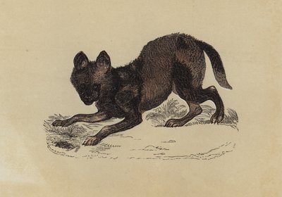 Hyaena Dog (colour litho) بواسطة مدرسة اللغة الإنجليزية