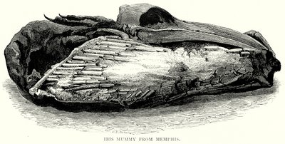 مومياء أبو منجل من ممفيس (نقش) بواسطة مدرسة اللغة الإنجليزية