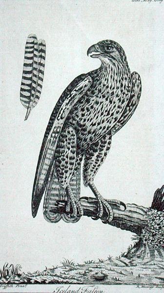 أيسلندا فالكون (Falcon Rusticolus) ، من "The Gentleman's Magazine" ، يوليو 1771 (نقش) بواسطة مدرسة اللغة الإنجليزية