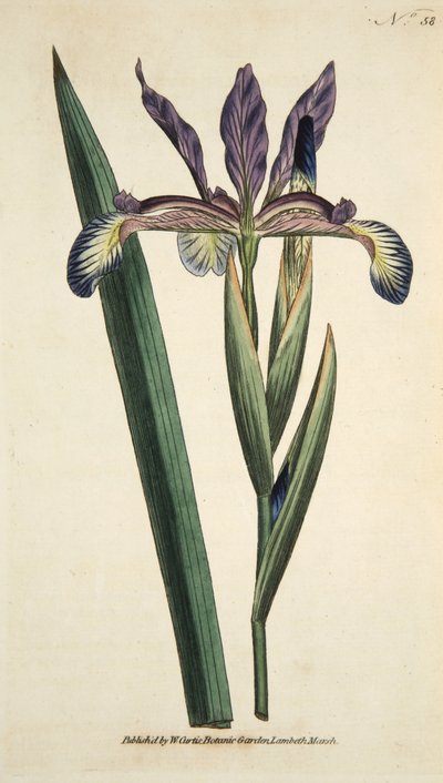 Iris Spuria (Spurios Iris) ، من The Botanical Magzaine أو Flower Garden Displayed ، حانة. 1790 (نقش ملون يدوي) بواسطة مدرسة اللغة الإنجليزية