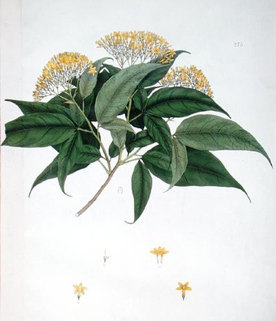 الياسمينوم Heterophyllum (لون الليثو) بواسطة مدرسة اللغة الإنجليزية