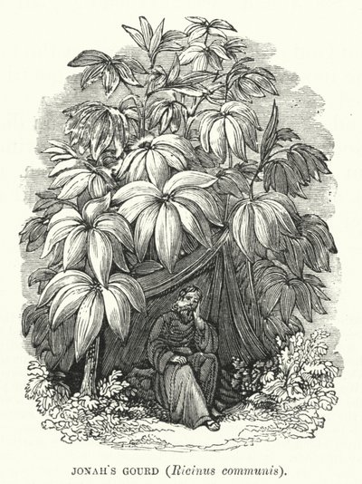 قرع يونان ، Ricinus communis (نقش) بواسطة مدرسة اللغة الإنجليزية