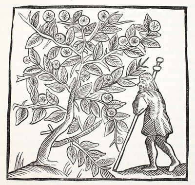 جوزيف من Arimathea و Glastonbury Thorn ، التوضيح من كتب الفصل الثاني عشر للكاتب جون أشتون ، حانة. 1882 بواسطة مدرسة اللغة الإنجليزية