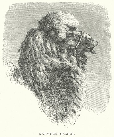 جمل كالموك (نقش) بواسطة مدرسة اللغة الإنجليزية