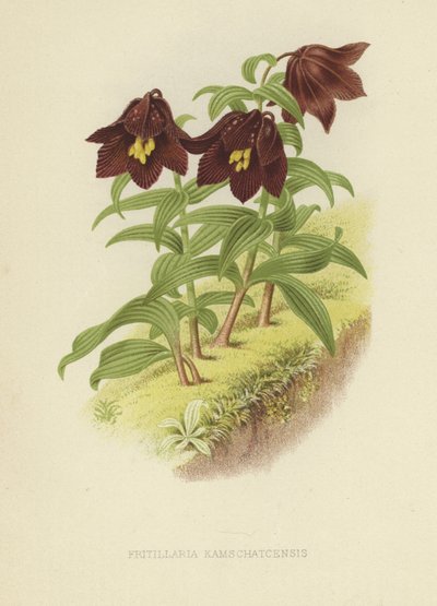Kamchatka fritillary أو Kamchatka ليلى بواسطة مدرسة اللغة الإنجليزية