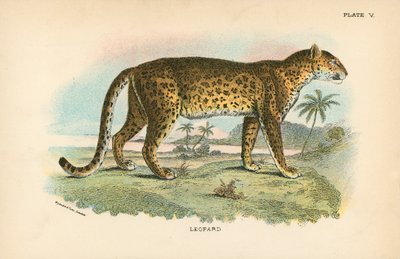 فهد بواسطة مدرسة اللغة الإنجليزية