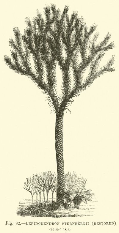 Lepidodendron Sternbergh ، تم ترميمه بواسطة مدرسة اللغة الإنجليزية