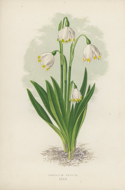 Leucojum Vernum (لون ليثو) بواسطة مدرسة اللغة الإنجليزية