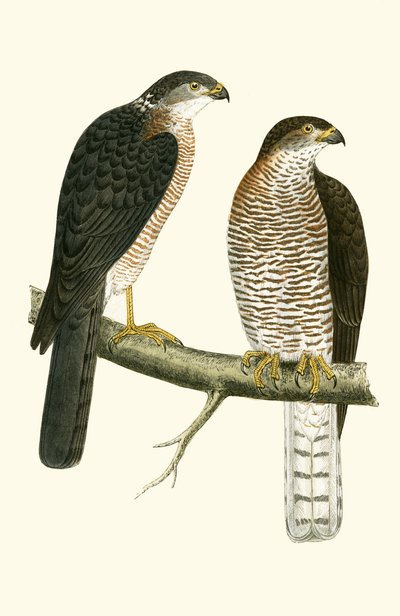 Levant Sparrow Hawk ، رسم توضيحي من "تاريخ طيور أوروبا غير المرصودة في الجزر البريطانية" بقلم تشارلز روبرت بري (1811-1886) ، نشر عام 1867 بواسطة مدرسة اللغة الإنجليزية