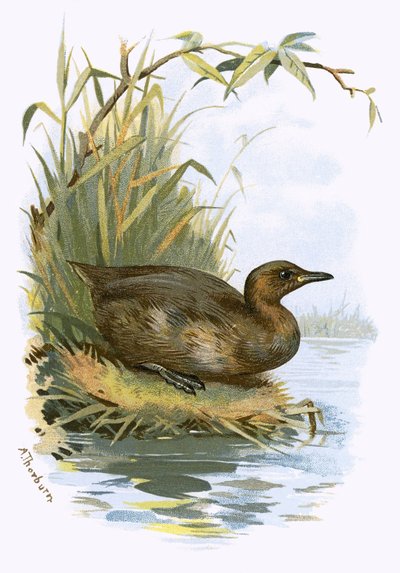 Little Grebe بواسطة مدرسة اللغة الإنجليزية