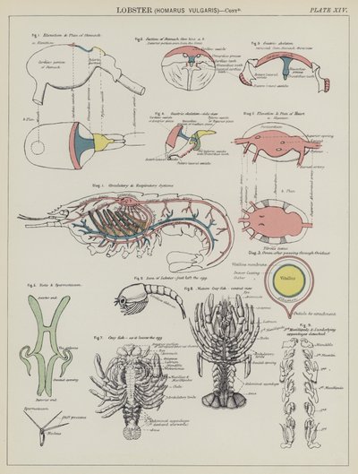 Lobster, Homarus Vulgaris (colour litho) بواسطة مدرسة اللغة الإنجليزية