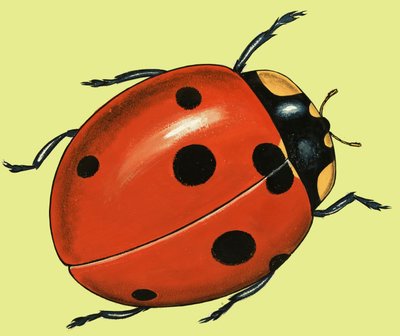 اعتني بالدعسوقة بواسطة مدرسة اللغة الإنجليزية