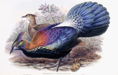 Lophophorus Lhuysii بواسطة مدرسة اللغة الإنجليزية