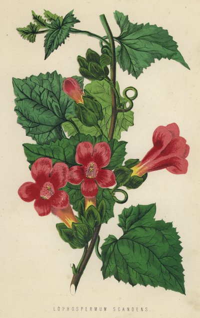 Lophospermum Scandens (الكروموليث) بواسطة مدرسة اللغة الإنجليزية