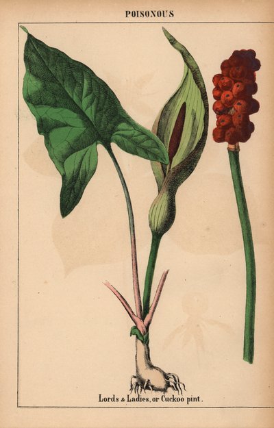 اللوردات والسيدات ، أو باينت الوقواق   ، من "The Instructive Picturebook، or Lessons from the Vegetable World،" [شارلوت ماري يونج] ، إدنبرة بواسطة مدرسة اللغة الإنجليزية