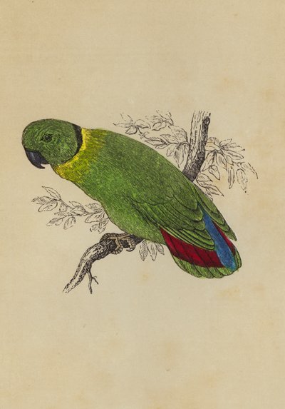 Love Bird (colour litho) بواسطة مدرسة اللغة الإنجليزية