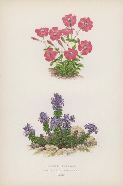 Lychnis Lagascae فيرونيكا نومولاريا (لون ليثو) بواسطة مدرسة اللغة الإنجليزية