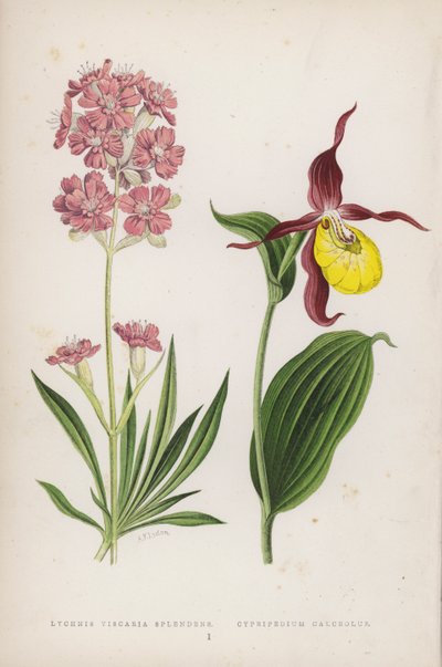 Lychnis Viscaria Splendens ؛ Cypripedium Calceolus (لون ليثو) بواسطة مدرسة اللغة الإنجليزية