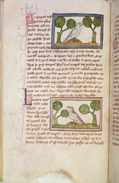 MS 379 ص 379 f.22v صفحة من النص مع صقر أبيض وعندليب، من كتاب الوحوش (رِقّ) بواسطة مدرسة اللغة الإنجليزية