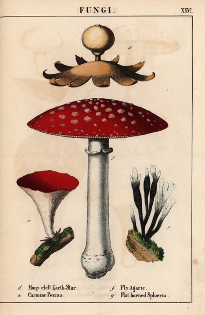 العديد من الشقوق earthstar Geastrum و carmine Peziza و Fly agaric Amanita muscaria وفطر Sphaeria ذو القرون المسطحة.   ، من "The Instructive Picturebook، or Lessons from the Vegetable World،" [شارلوت ماري يونج] ، إدنبرة بواسطة مدرسة اللغة الإنجليزية