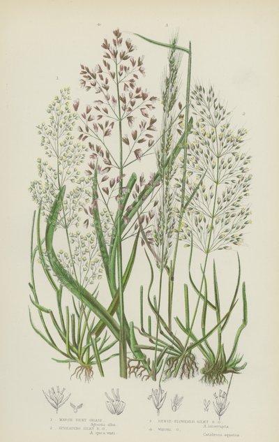 Marsh Bent Grass ، انتشار عشب منحني حريري ، عشب منحني حريري كثيف الأزهار ، عشب Whorl (لون ليثو) بواسطة مدرسة اللغة الإنجليزية