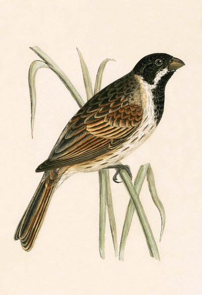 Marsh Bunting ، رسم توضيحي من "تاريخ طيور أوروبا غير المرصودة في الجزر البريطانية" بقلم تشارلز روبرت بري (1811-1886) ، نشر عام 1867 بواسطة مدرسة اللغة الإنجليزية
