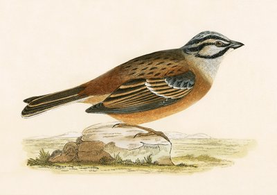 Meadow Bunting ، توضيح من "تاريخ طيور أوروبا غير المرصودة في الجزر البريطانية" بقلم تشارلز روبرت بري (1811-1886) ، نشر عام 1867 بواسطة مدرسة اللغة الإنجليزية