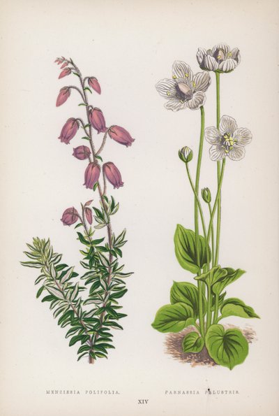 Menziesia Polifolia; Parnassia Palustris (colour litho) بواسطة مدرسة اللغة الإنجليزية