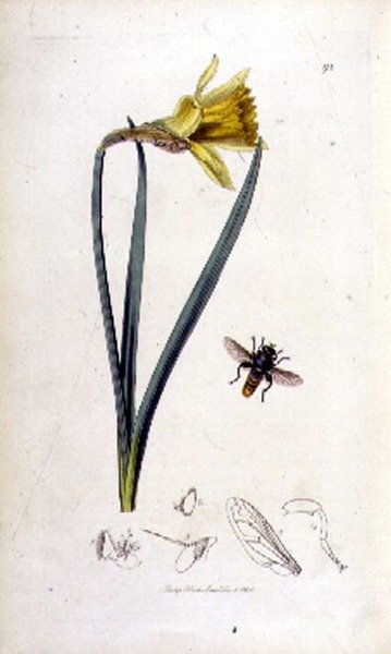 Merodon clavipes (ذبابة تحوم) و daffodil، pub. بقلم جون كيرتس في "علم الحشرات البريطاني" 1823-40 (نقش ملون) بواسطة مدرسة اللغة الإنجليزية