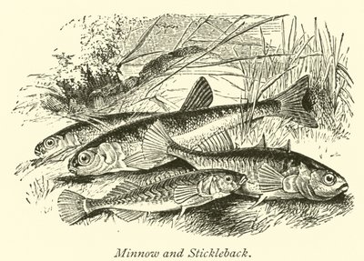 أسماك و Stickleback بواسطة مدرسة اللغة الإنجليزية