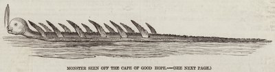 Monster seen off the Cape of Good Hope (engraving) بواسطة مدرسة اللغة الإنجليزية