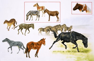 مونتاج الخيول والحيوانات الشبيهة بالخيول بواسطة مدرسة اللغة الإنجليزية