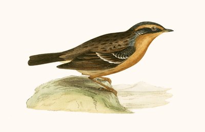 Accentor الجبلي ، توضيح من "تاريخ طيور أوروبا غير المرصودة في الجزر البريطانية" بقلم تشارلز روبرت بري (1811-1886) ، نشر عام 1867 بواسطة مدرسة اللغة الإنجليزية