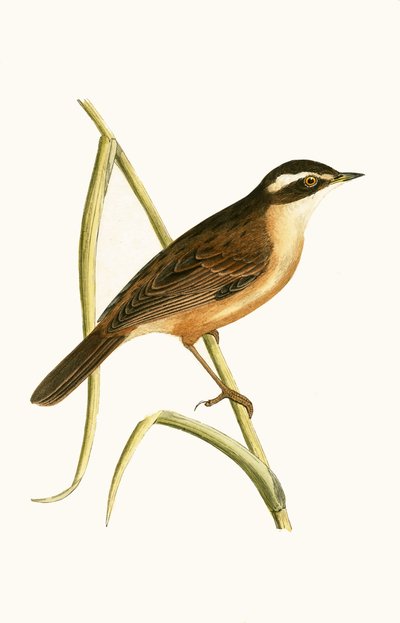 Moustached Warbler ، توضيح من "تاريخ طيور أوروبا غير المرصودة في الجزر البريطانية" بقلم تشارلز روبرت بري (1811-1886) ، نشر عام 1867 بواسطة مدرسة اللغة الإنجليزية