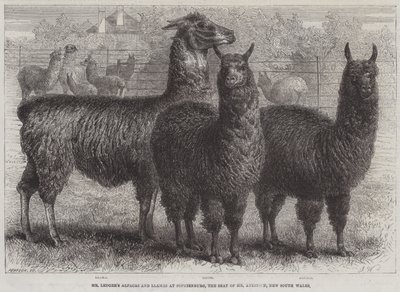 ألباكاس ولاما من ليدجر في سوفينبورغ ، مقر السيد أتكينسون ، نيو ساوث ويلز (نقش) بواسطة مدرسة اللغة الإنجليزية