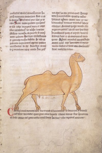Ms.254 f.9r جمل من كتاب باللاتينية، باللغة الإنجليزية، أوائل القرن الثالث عشر (مخطوطة) بواسطة مدرسة اللغة الإنجليزية