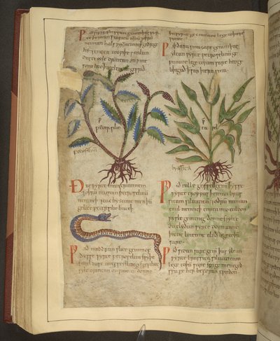 السيدة كوتون فيتيليوس الثالث ، المجلد 56 ، الرسوم التوضيحية لـ Petersilie و Cawel و Snake ، من عشب إنجليزي قديم في الأصل بواسطة Apuleius (123-80AD) ، أوائل القرن الحادي عشر (رق) بواسطة مدرسة اللغة الإنجليزية